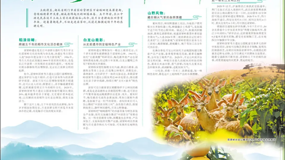 来屈家岭参与多元体验 触摸五千年前稻种传承