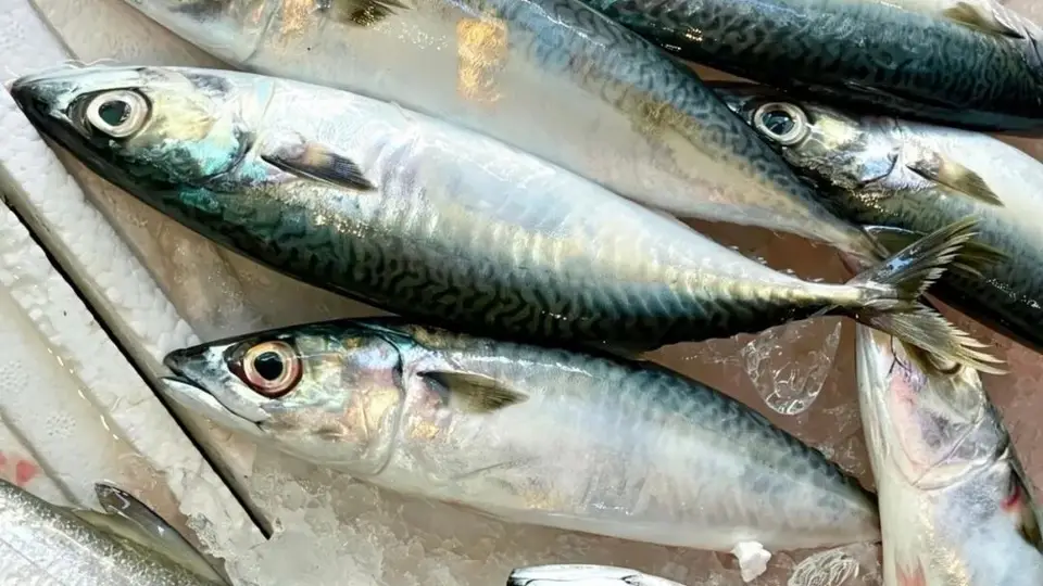 潮汕鱼饭：一碟盐水海鱼，藏着乡愁味道